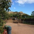 Baby Triceratops Sighted at Honolulu Zoo?