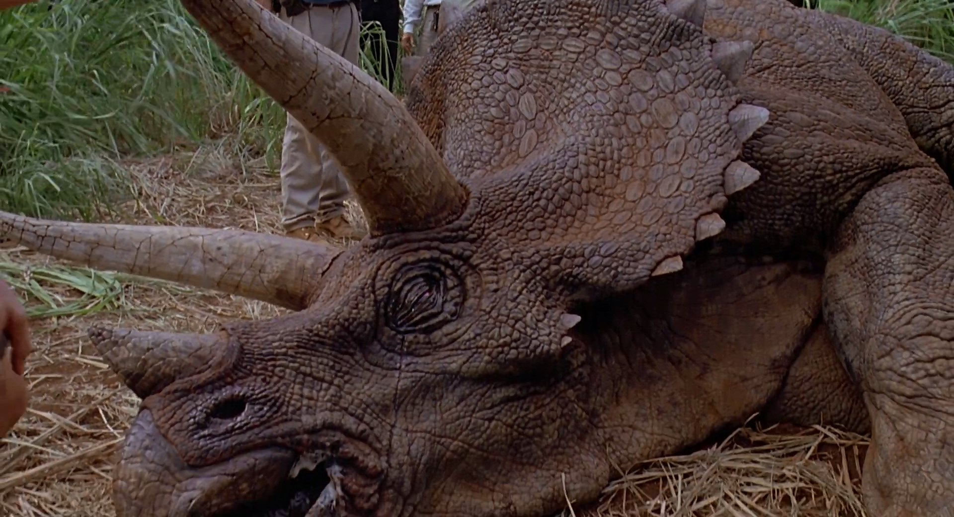 Jurrasic Park Triceratops Skull